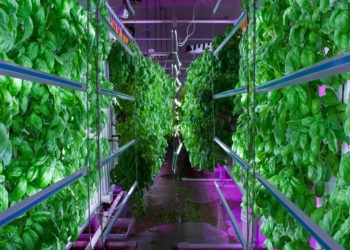 The Need for Vertical Farming in Africa