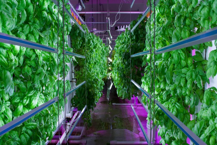 The Need for Vertical Farming in Africa
