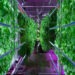 The Need for Vertical Farming in Africa