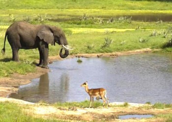SA’s Africam Offers Safari Experience to the World