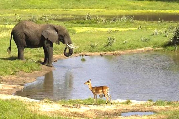 SA’s Africam Offers Safari Experience to the World