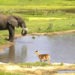 SA’s Africam Offers Safari Experience to the World