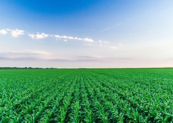 Food Security agribusiness