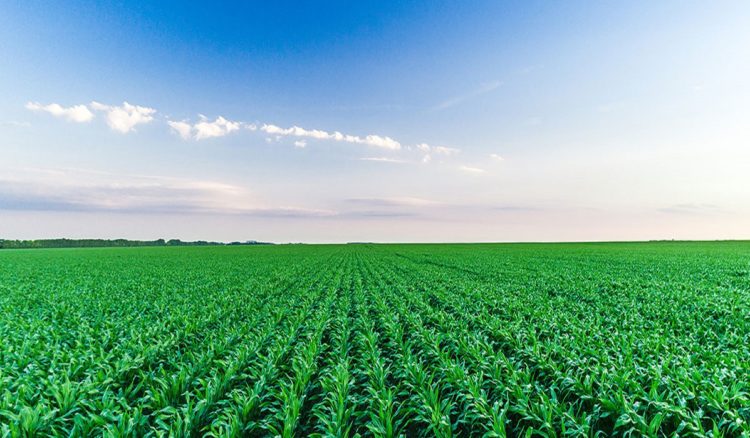 Food Security agribusiness