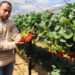 Food production in egypt