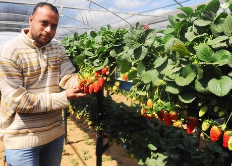 Food production in egypt