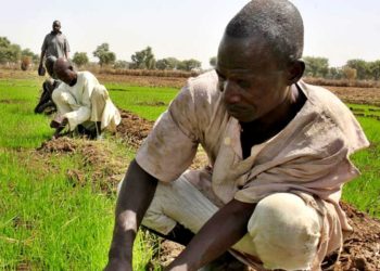 Agritech Platform Winich Farms offers Discounts and Last-mile Delivery to Nigerians