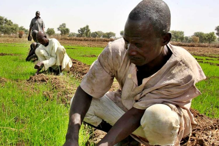 Agritech Platform Winich Farms offers Discounts and Last-mile Delivery to Nigerians