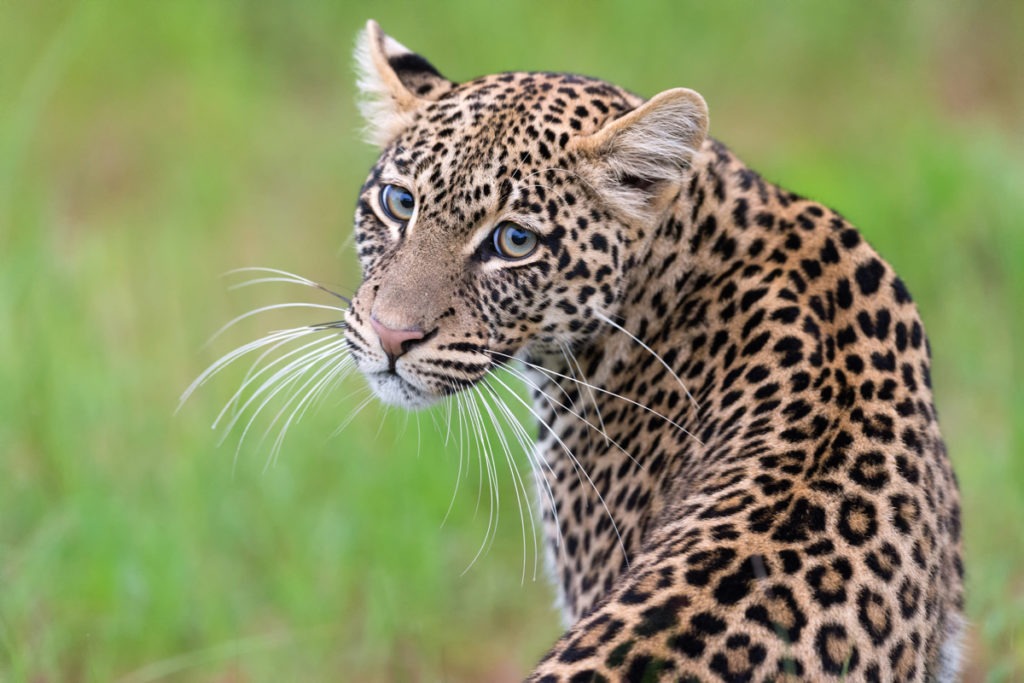 africa wildlife tech news