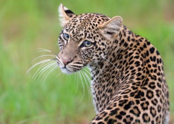 africa wildlife tech news