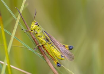 Kuzi, Artificial Intelligence for Locusts tech news africa