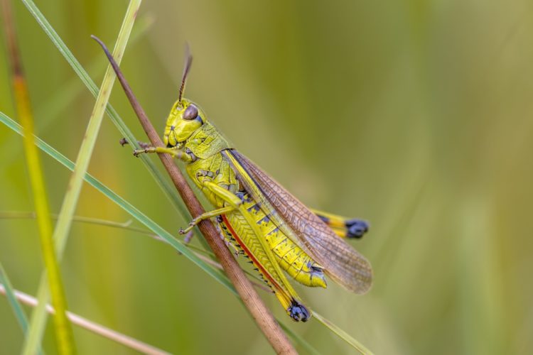 Kuzi, Artificial Intelligence for Locusts tech news africa